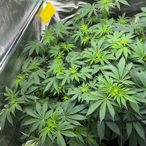 Critical Kush - GwJ Community Award Winning Celebration Grow Part 1 - The Winner - by KilliczGe growlog timeline photo