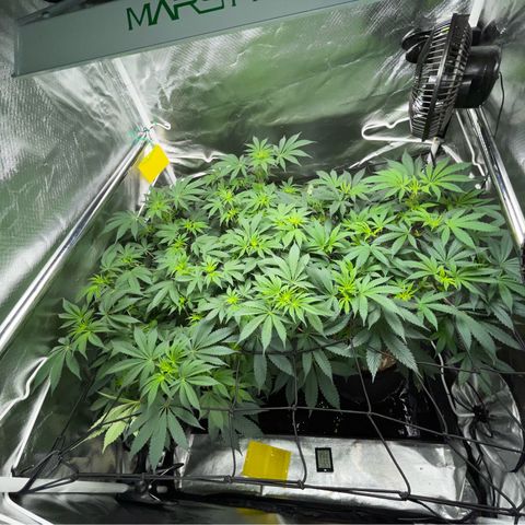 Critical Kush - GwJ Community Award Winning Celebration Grow Part 1 - The Winner - by KilliczGe growlog timeline photo