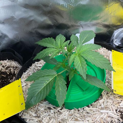 Wedding Cake Auto by KilliczGe growlog timeline photo