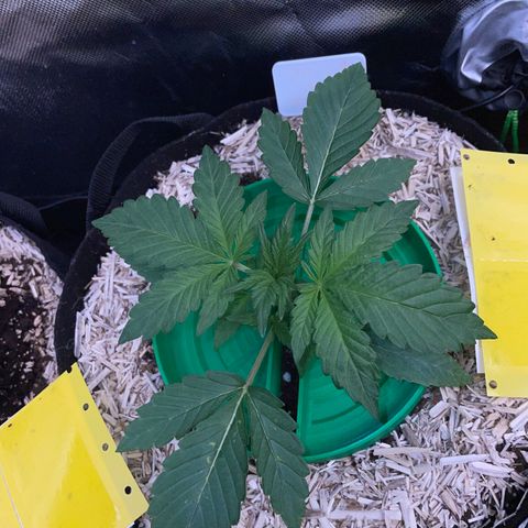 Wedding Cake Auto by KilliczGe growlog timeline photo