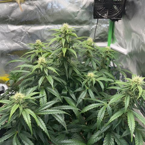 Grape Soda Auto - by KilliczGe growlog timeline photo