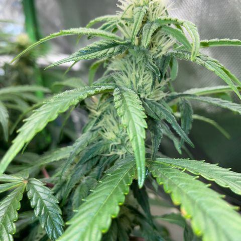 Grape Soda Auto - by KilliczGe growlog timeline photo