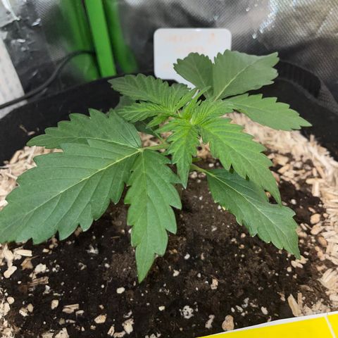 Sherbet Queen Auto by KilliczGe  growlog timeline photo
