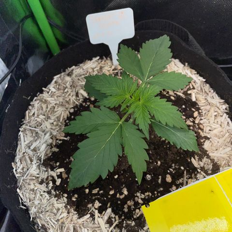 Sherbet Queen Auto by KilliczGe  growlog timeline photo