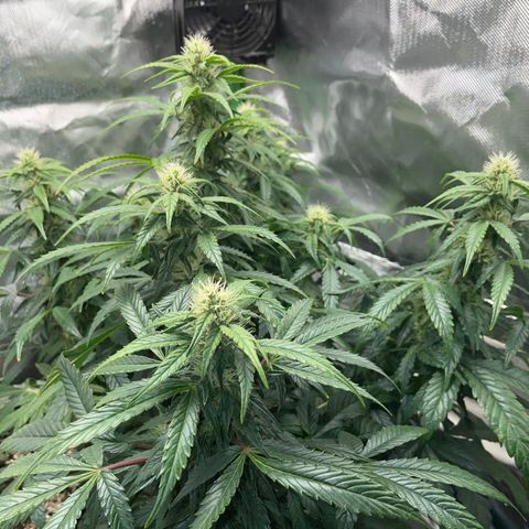 Grape Soda Auto - by KilliczGe growlog timeline photo