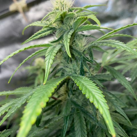 Grape Soda Auto - by KilliczGe growlog timeline photo