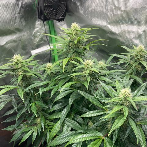 Grape Soda Auto - by KilliczGe growlog timeline photo