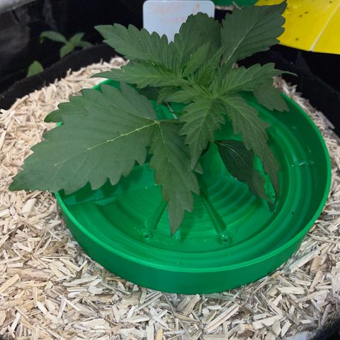 Sherbet Queen Auto by KilliczGe  growlog timeline photo