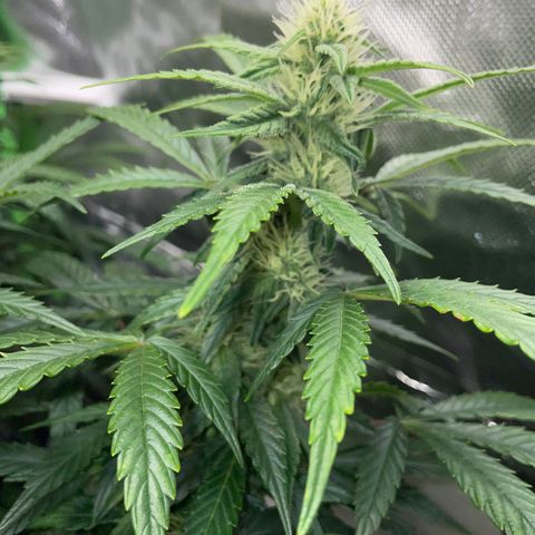 Grape Soda Auto - by KilliczGe growlog timeline photo