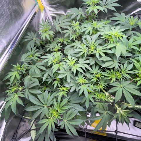 Critical Kush - GwJ Community Award Winning Celebration Grow Part 1 - The Winner - by KilliczGe growlog timeline photo