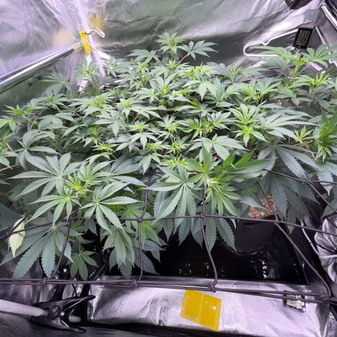 Critical Kush - GwJ Community Award Winning Celebration Grow Part 1 - The Winner - by KilliczGe growlog timeline photo