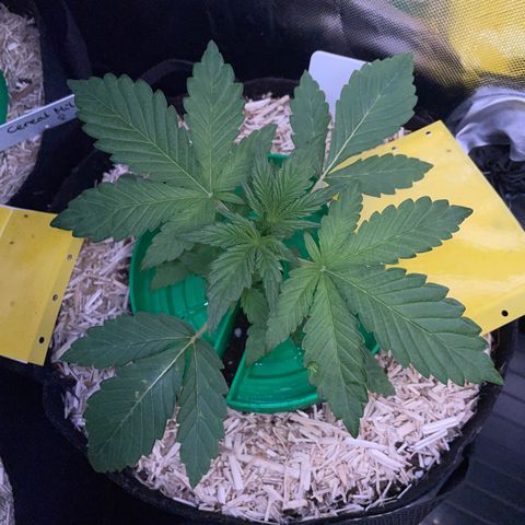 Wedding Cake Auto by KilliczGe growlog timeline photo
