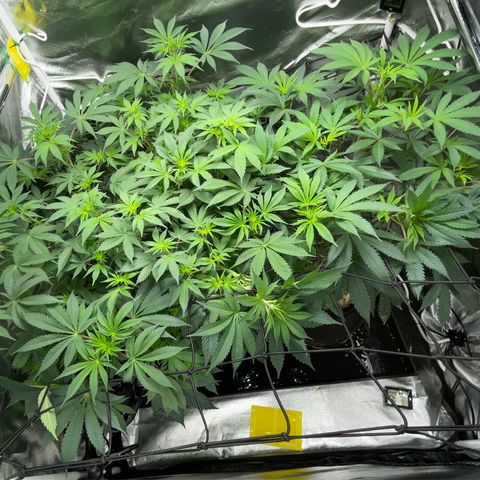 Critical Kush - GwJ Community Award Winning Celebration Grow Part 1 - The Winner - by KilliczGe growlog timeline photo