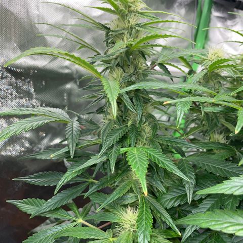 Grape Soda Auto - by KilliczGe growlog timeline photo