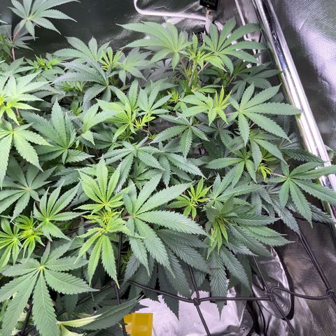 Special Kush 1 - GwJ Community Award Winning Celebration Grow Part 2 -The Price - by KilliczGe growlog timeline photo
