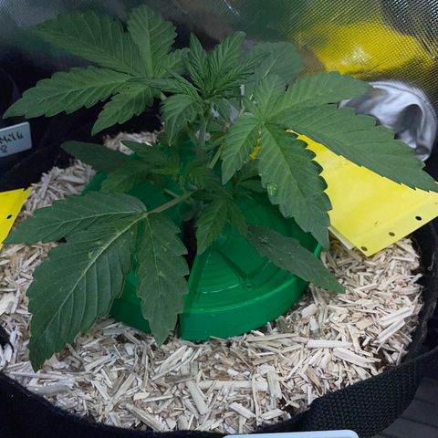 Wedding Cake Auto by KilliczGe growlog timeline photo