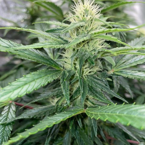 Grape Soda Auto - by KilliczGe growlog timeline photo