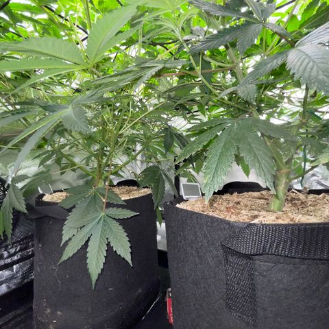 Critical Kush - GwJ Community Award Winning Celebration Grow Part 1 - The Winner - by KilliczGe growlog timeline photo