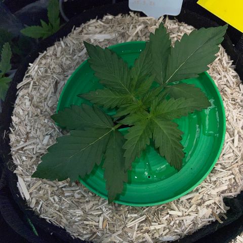 Sherbet Queen Auto by KilliczGe  growlog timeline photo