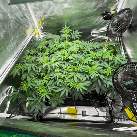 Critical Kush - GwJ Community Award Winning Celebration Grow Part 1 - The Winner - by KilliczGe growlog timeline photo
