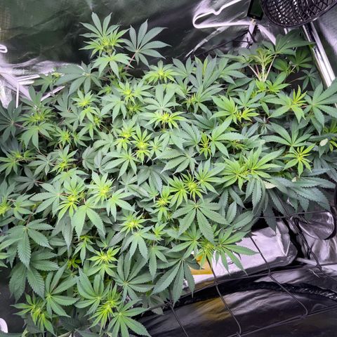 Critical Kush - GwJ Community Award Winning Celebration Grow Part 1 - The Winner - by KilliczGe growlog timeline photo