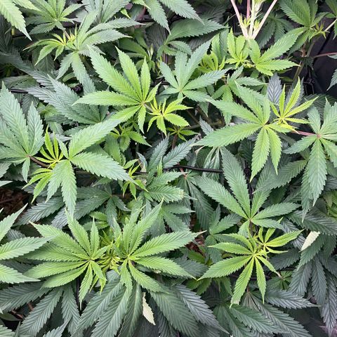 Special Kush 1 - GwJ Community Award Winning Celebration Grow Part 2 -The Price - by KilliczGe growlog timeline photo