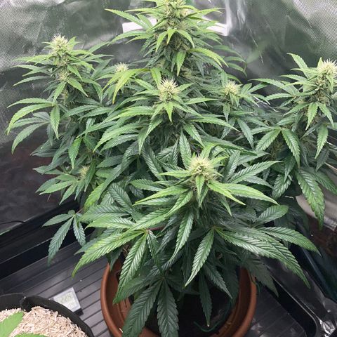 Grape Soda Auto - by KilliczGe growlog timeline photo