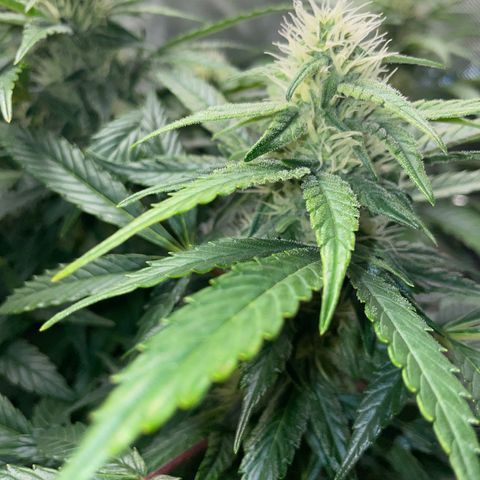 Grape Soda Auto - by KilliczGe growlog timeline photo