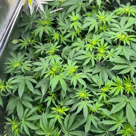 Critical Kush - GwJ Community Award Winning Celebration Grow Part 1 - The Winner - by KilliczGe growlog timeline photo
