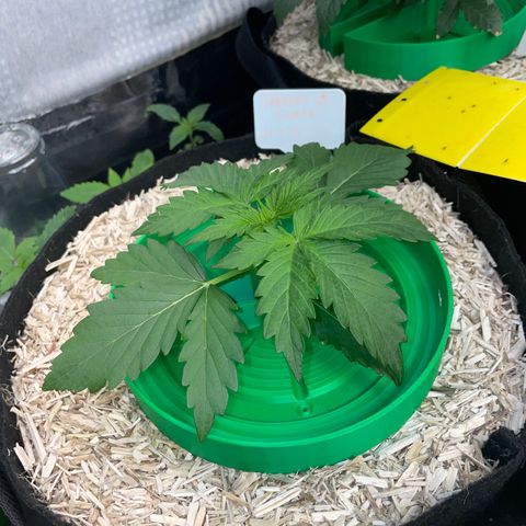 Sherbet Queen Auto by KilliczGe  growlog timeline photo