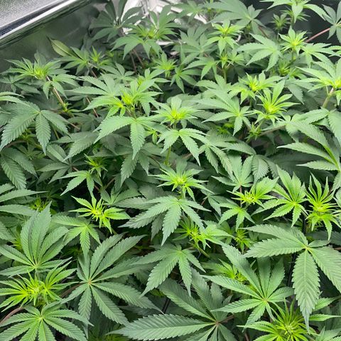 Critical Kush - GwJ Community Award Winning Celebration Grow Part 1 - The Winner - by KilliczGe growlog timeline photo