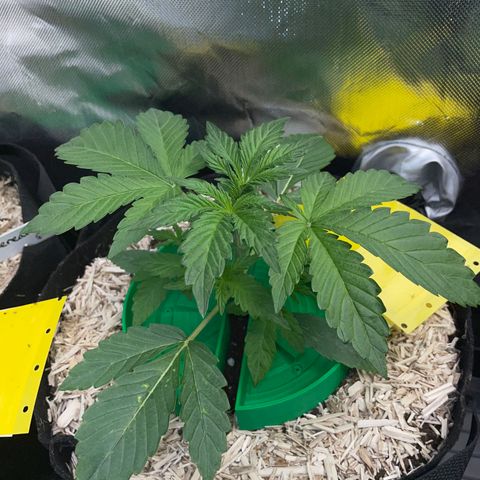 Wedding Cake Auto by KilliczGe growlog timeline photo