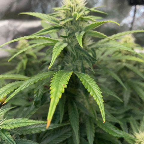 Grape Soda Auto - by KilliczGe growlog timeline photo