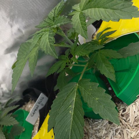 Wedding Cake Auto by KilliczGe growlog timeline photo