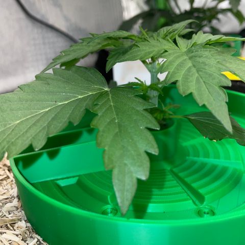 Sherbet Queen Auto by KilliczGe  growlog timeline photo