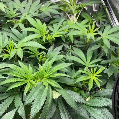 Special Kush 1 - GwJ Community Award Winning Celebration Grow Part 2 -The Price - by KilliczGe growlog timeline photo