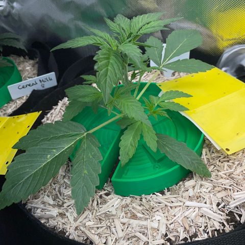 Wedding Cake Auto by KilliczGe growlog timeline photo