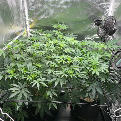 Critical Kush - GwJ Community Award Winning Celebration Grow Part 1 - The Winner - by KilliczGe growlog timeline photo