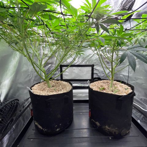Critical Kush - GwJ Community Award Winning Celebration Grow Part 1 - The Winner - by KilliczGe growlog timeline photo