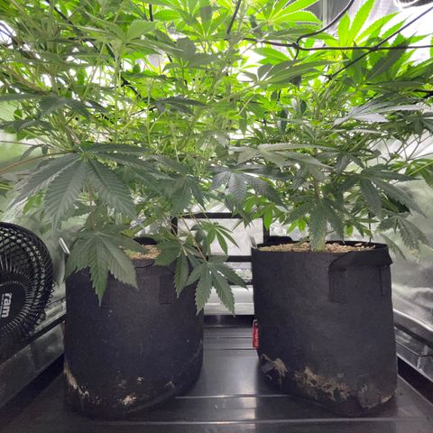 Critical Kush - GwJ Community Award Winning Celebration Grow Part 1 - The Winner - by KilliczGe growlog timeline photo