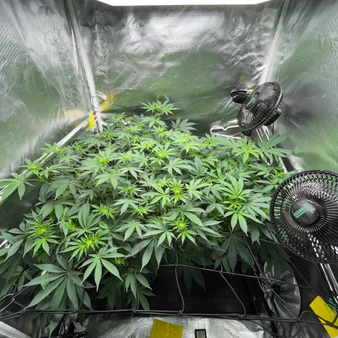 Critical Kush - GwJ Community Award Winning Celebration Grow Part 1 - The Winner - by KilliczGe growlog timeline photo