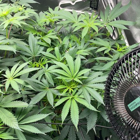 Special Kush 1 - GwJ Community Award Winning Celebration Grow Part 2 -The Price - by KilliczGe growlog timeline photo