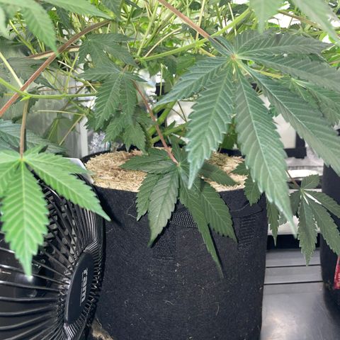 Critical Kush - GwJ Community Award Winning Celebration Grow Part 1 - The Winner - by KilliczGe growlog timeline photo