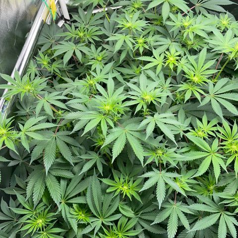 Critical Kush - GwJ Community Award Winning Celebration Grow Part 1 - The Winner - by KilliczGe growlog timeline photo
