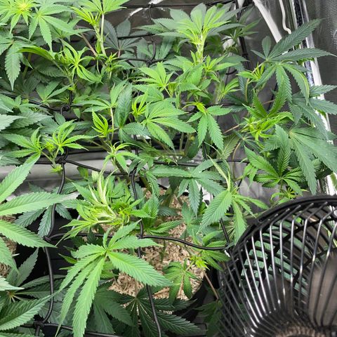 Special Kush 1 - GwJ Community Award Winning Celebration Grow Part 2 -The Price - by KilliczGe growlog timeline photo