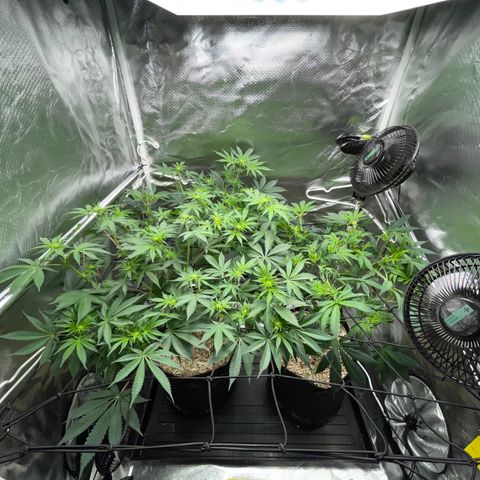 Critical Kush - GwJ Community Award Winning Celebration Grow Part 1 - The Winner - by KilliczGe growlog timeline photo