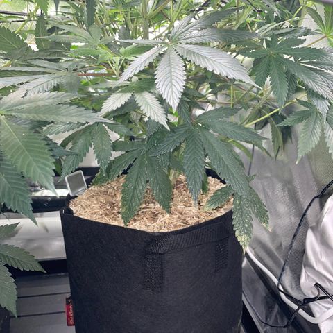 Special Kush 1 - GwJ Community Award Winning Celebration Grow Part 2 -The Price - by KilliczGe growlog timeline photo