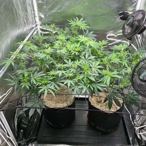 Critical Kush - GwJ Community Award Winning Celebration Grow Part 1 - The Winner - by KilliczGe growlog timeline photo