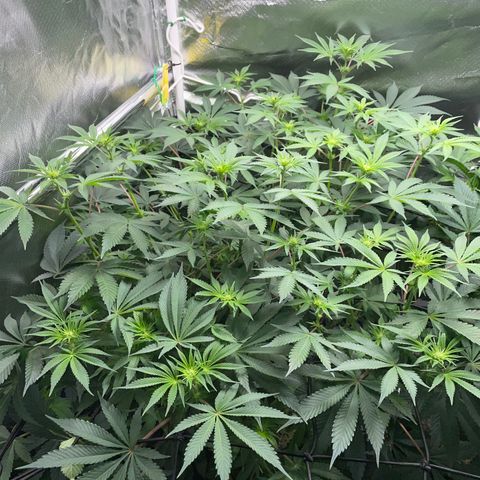 Critical Kush - GwJ Community Award Winning Celebration Grow Part 1 - The Winner - by KilliczGe growlog timeline photo