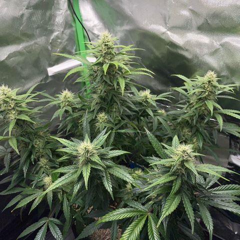 Grape Soda Auto - by KilliczGe growlog timeline photo